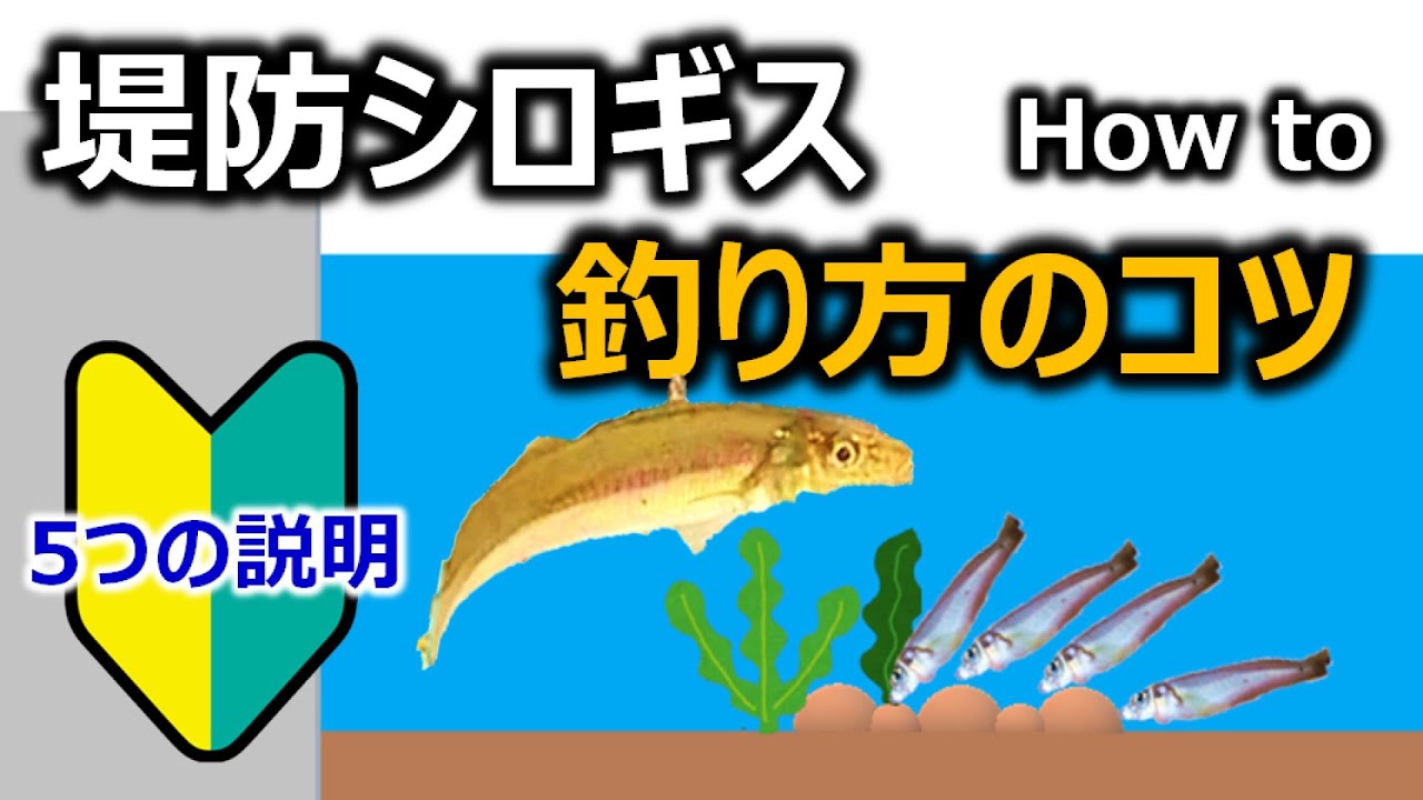 【釣り方のコツ】堤防シロギスちょい投げ～5つのポイント～