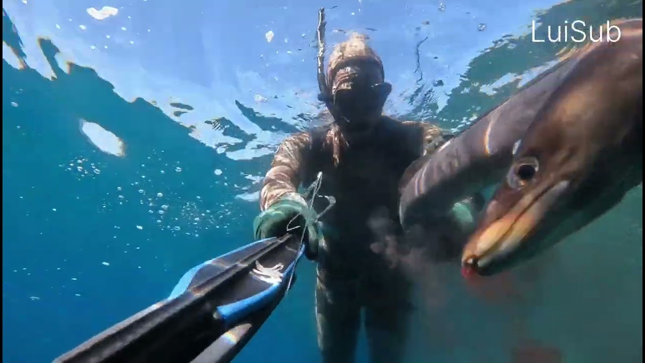 CATTURE E COPPIA DI PESCI CIVETTA #fishing #fish #spearfishing #mare #chassesousmarine 