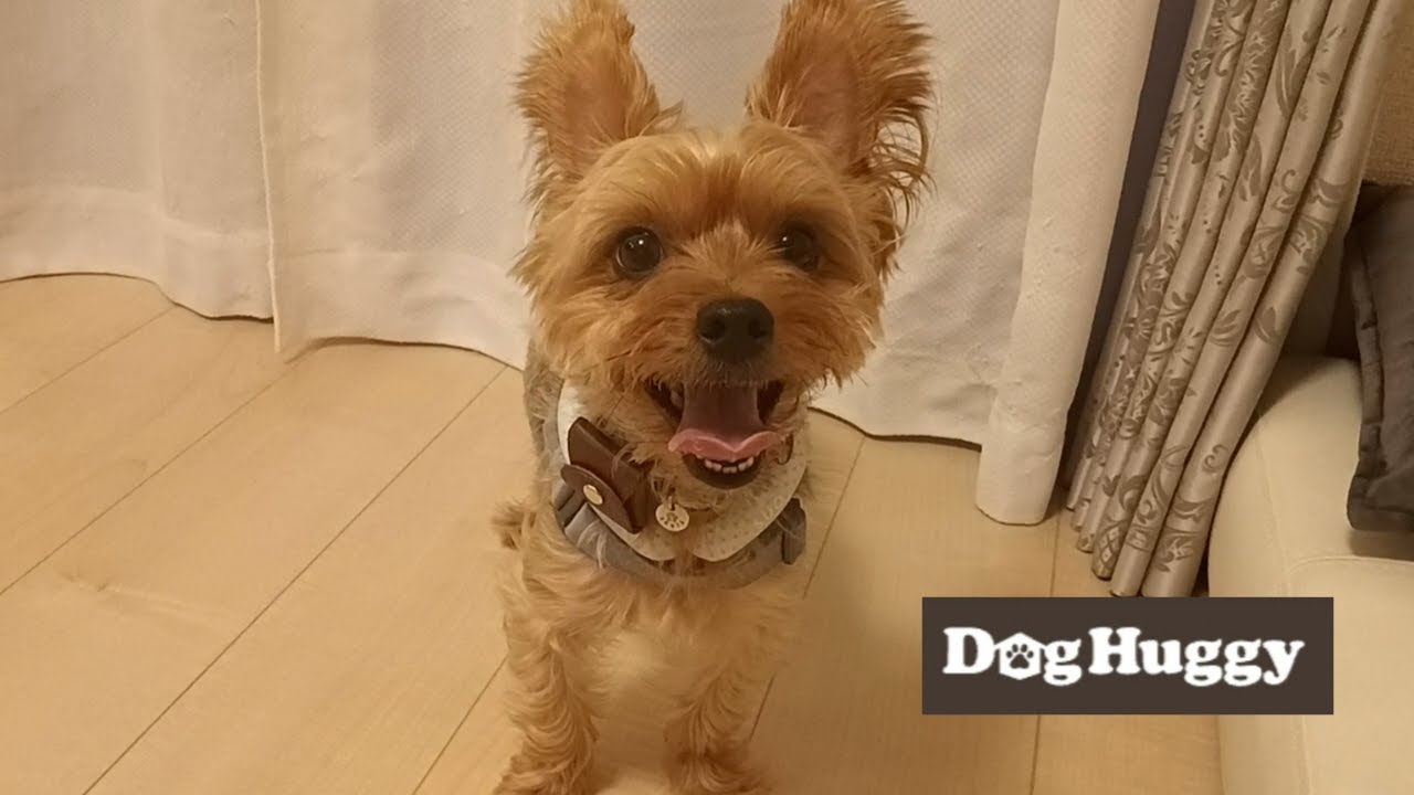 ヨークシャーテリアのさんたちゃん【DogHuggy お預かり動画&lrm;&acute;&bull;ﻌ&bull;`🐾】