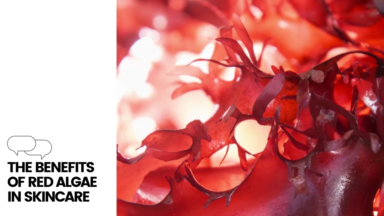The Benefits of Red Algae in Skincare