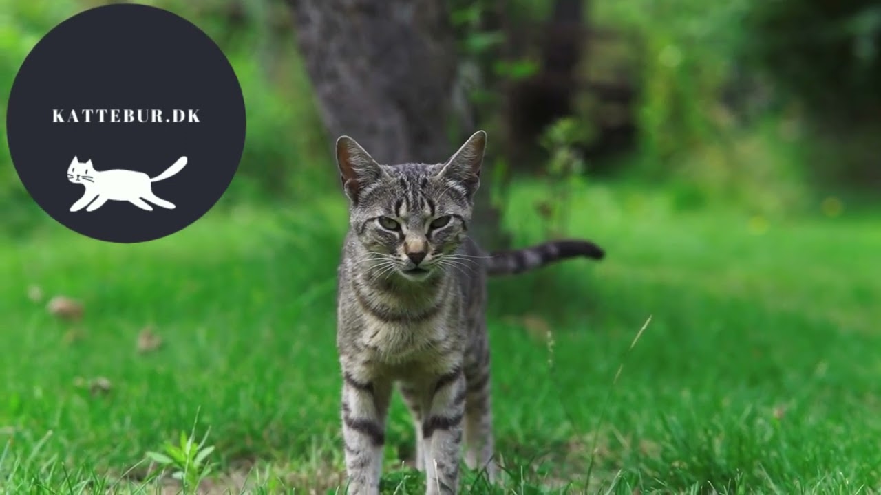 kattebur uge 30/1 Video Full HD Mobilvideo 55