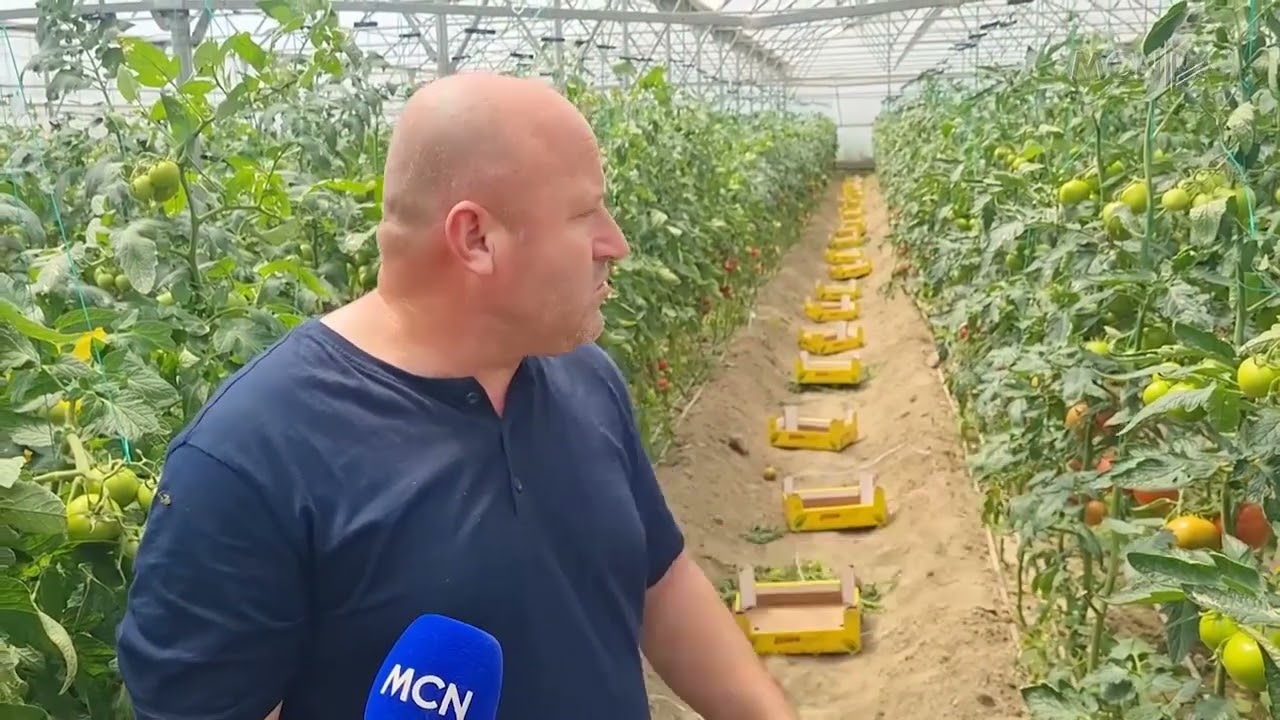 Më pak domate në serra / Lushnjë, produkti i stinës shitet nën kosto