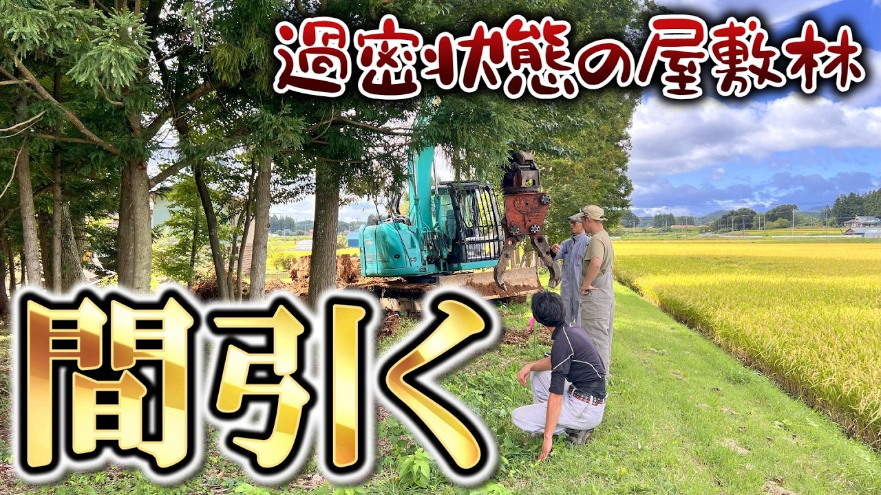 【伐根が一瞬!?】長年の放置で密集した林、重機で間引きます 【古民家再生353】