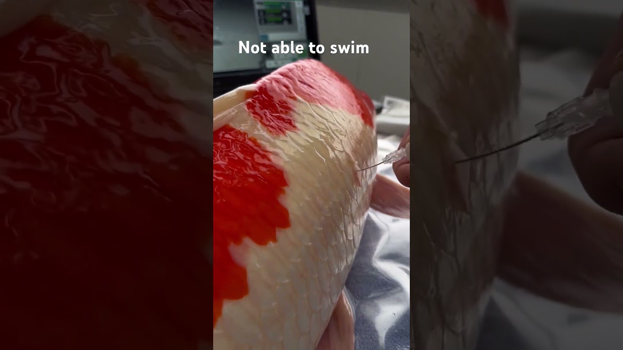 Ever seen a swim bladder of a kohaku emptied? #400ml #koi