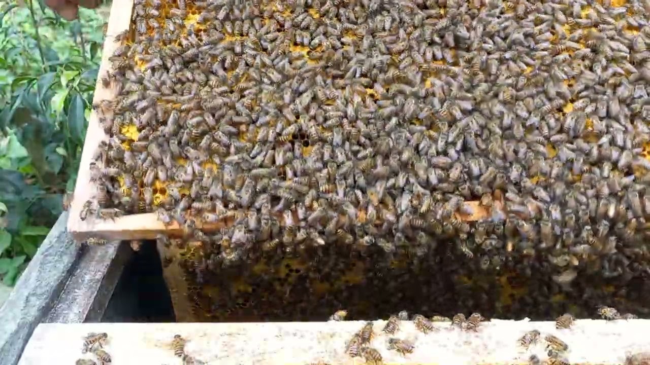 Dramatic Close-Up Beekeeping – Brave Beekeeper Checking Angry Bees