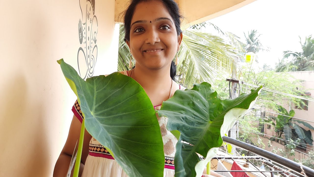 இது தெரியாம போச்சே!!! இந்த இலையில் இவ்ளோ விஷயம் இருக்கா 😱Arbi leaves|Colocasia leaf Recipe in Tamil