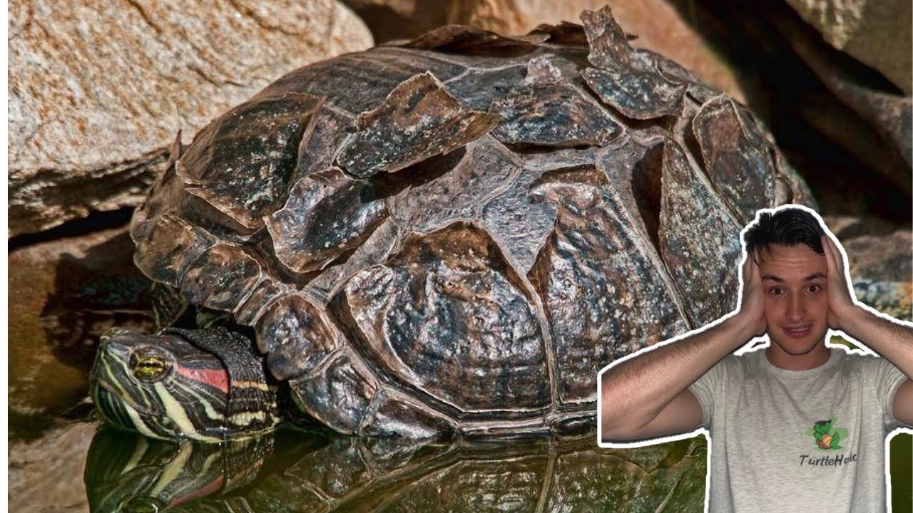 Turtle Shell Peeling: The REAL Reason Why Turtles Shed Their Shell