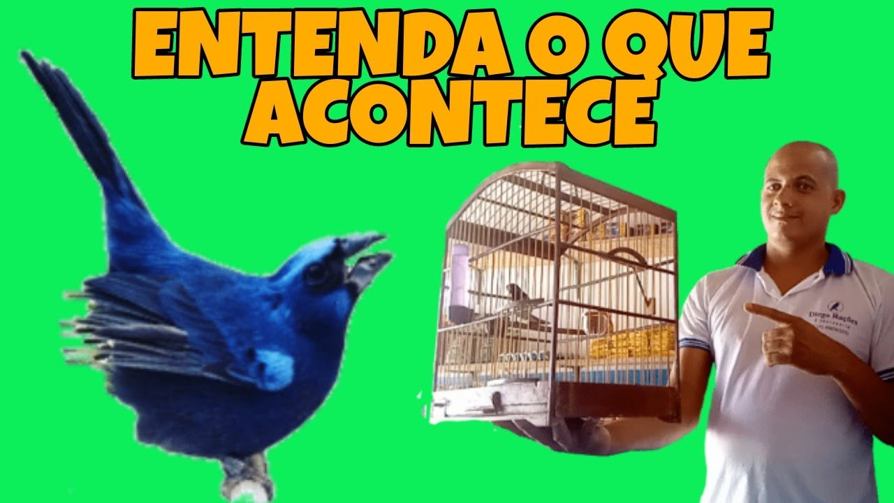 Entenda porque não é uma boa ideia levar a fêmea até seu AZULÃO