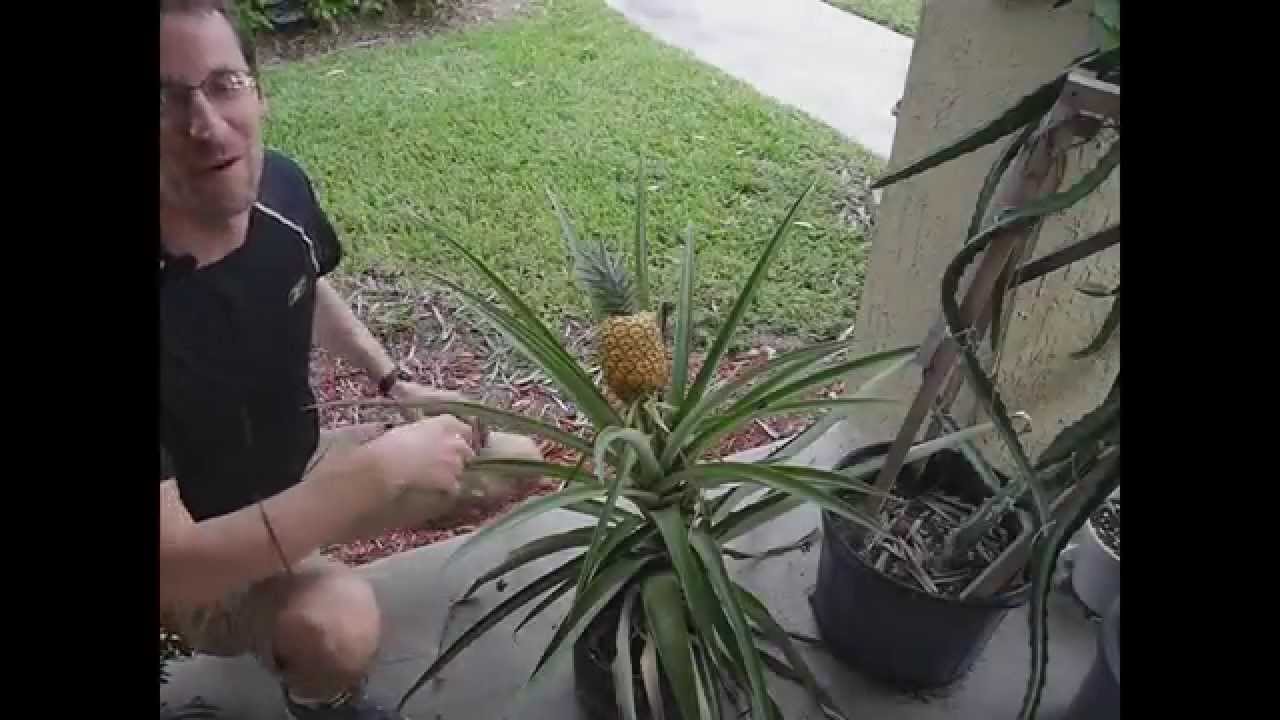The Life of a Pineapple