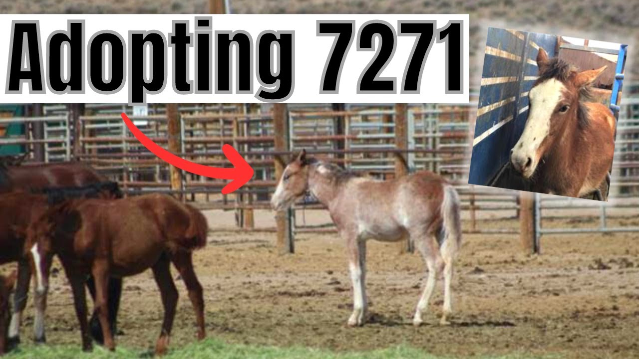Adopting a baby mustang (& never before seen footage)