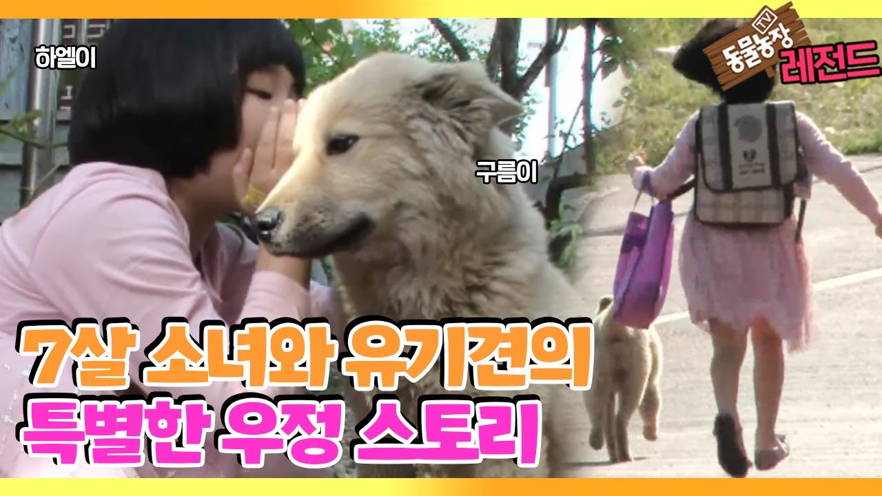 [TV 동물농장 레전드/SUB] ‘7살 소녀와 떠돌이 견의 우정’ 풀버전 다시보기 #TV동물농장 #AnimalFarm #SBSstory