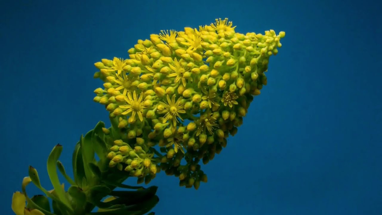 야생화 The Wildflowers / 피아노 바이올린 협주곡 Piano and Violin Concerto