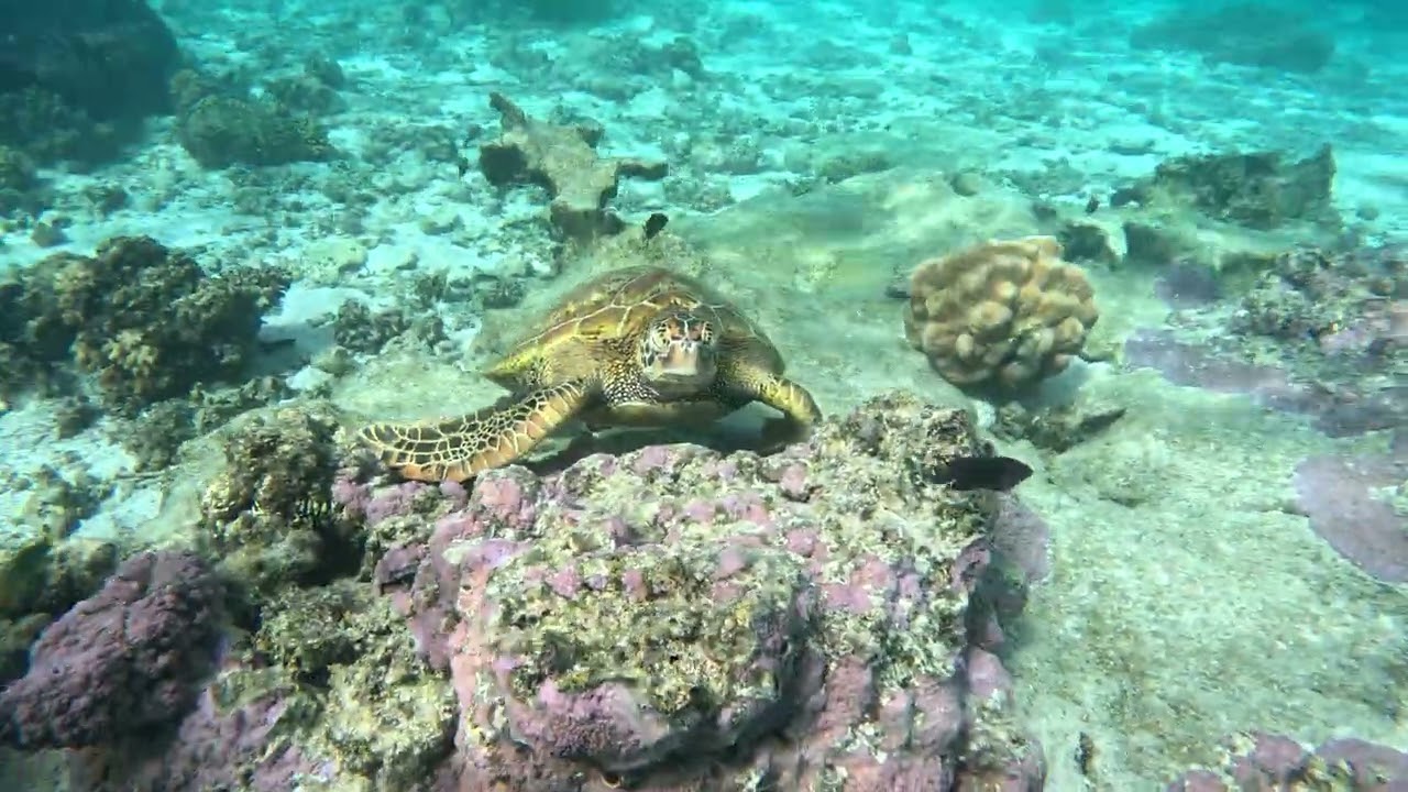 Cook Islands, Rarotonga, Aroa Lagoon Marine Reserve