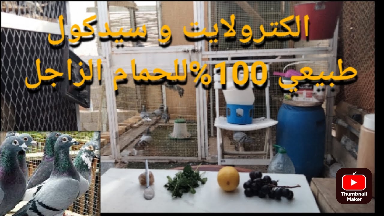 الكترولايت و سيدكول طبيعي للحمام الزاجل
