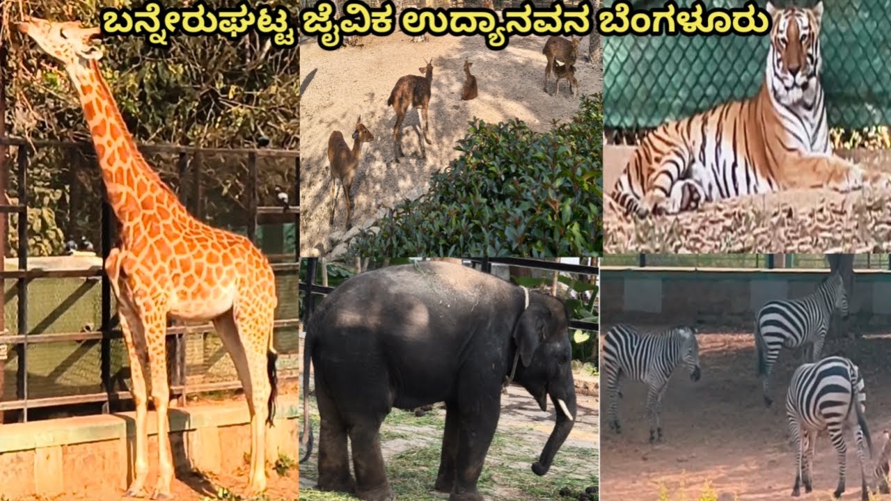 ಬನ್ನೇರುಘಟ್ಟ ಜೈವಿಕ ಉದ್ಯಾನವನ ಬೆಂಗಳೂರು #BANNERUGHATTA BIOLOGICAL PARK BENGALURU