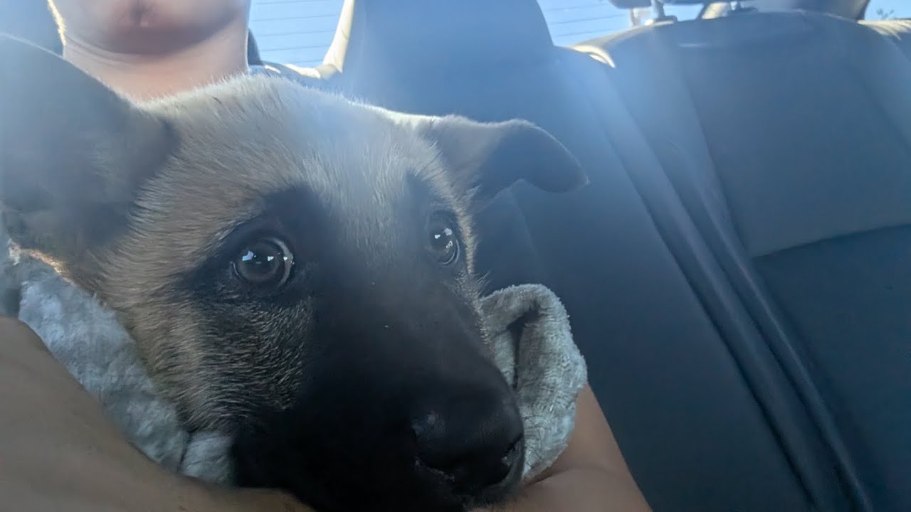Luna The Belgian puppy videos and pictures 🐾
