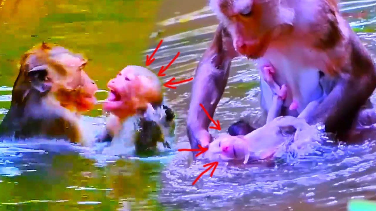 Fell into muddy! Poor little Baby Monkey in a Muddy Mess – You Won’t Believe What Happened! 🤯🍃