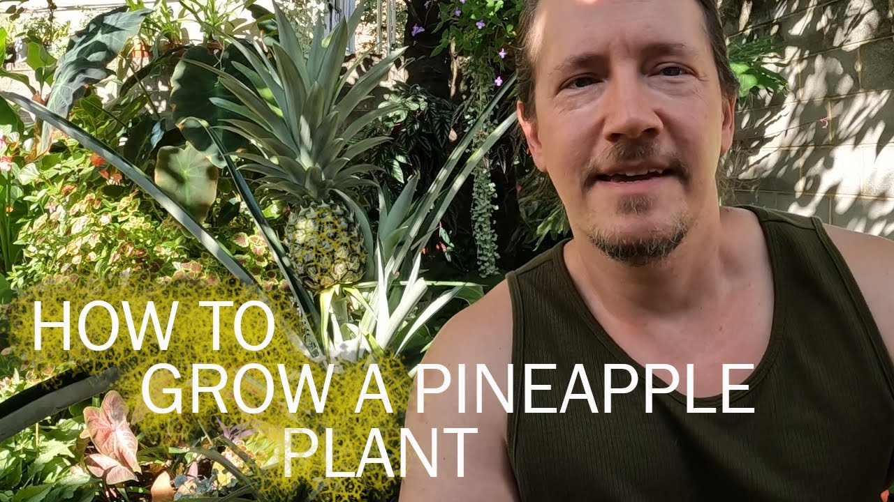 The Secret to Turning a Grocery Store Pineapple Into a Beautiful Plant 🪴 