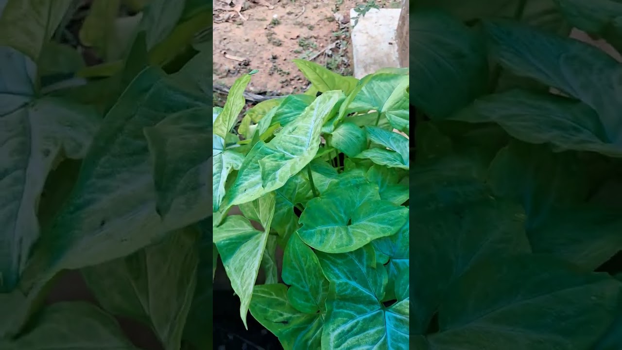 ചെറു നാട്ടുവിശേഷങ്ങൾ 🥰🥰🥰