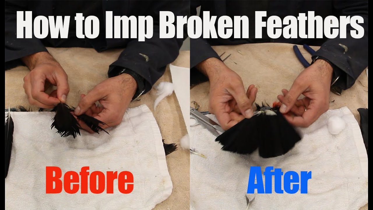 How to Imp (repair) broken feathers. Art of Taxidermy and Falconry.