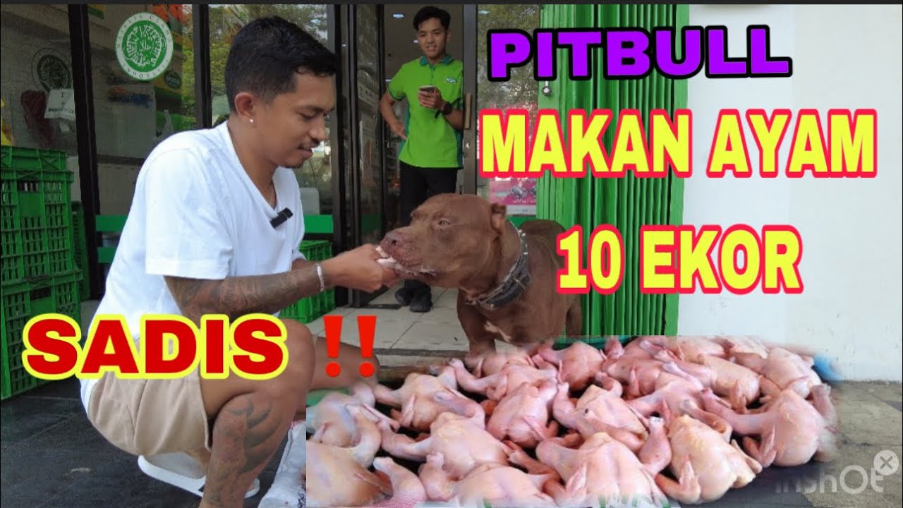 SADIS ‼️ PITBULL MAKAN AYAM 10 EKOR