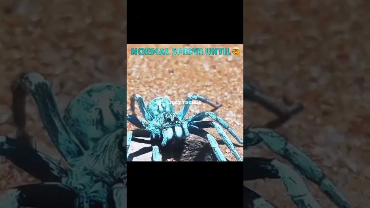 Normal spider until💀🤯