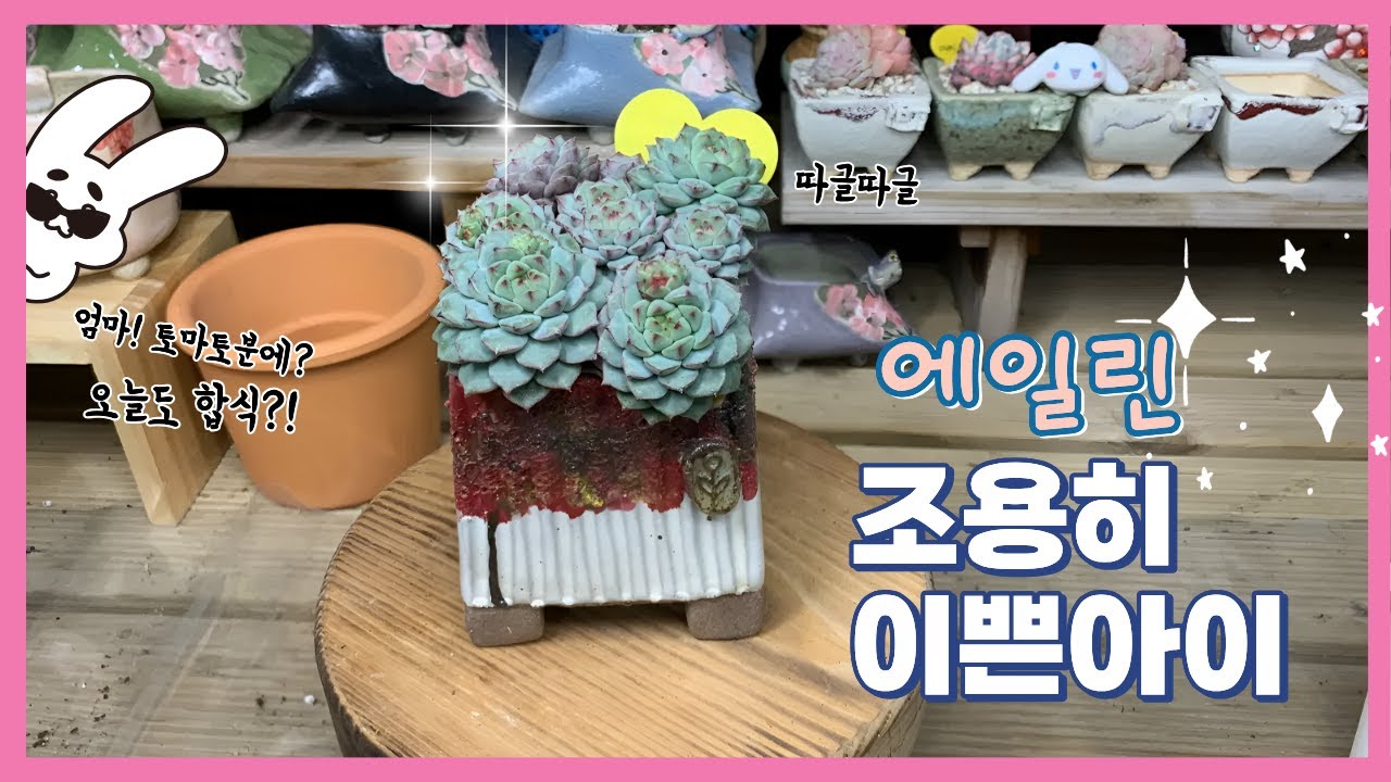 260127[다육식재] 풀분에 두었다가 목대고사 ㅠㅠ오늘도 합식 그래도 해피엔딩으로 마무리한 에일린