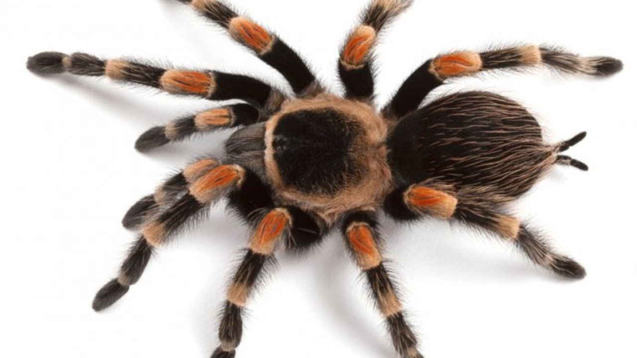 UNDERSTANDING OF SPIDERS BY DR. SUKETU SHASTRI - HAPPHY GUJARAT - MATERIA MEDICA SERIES