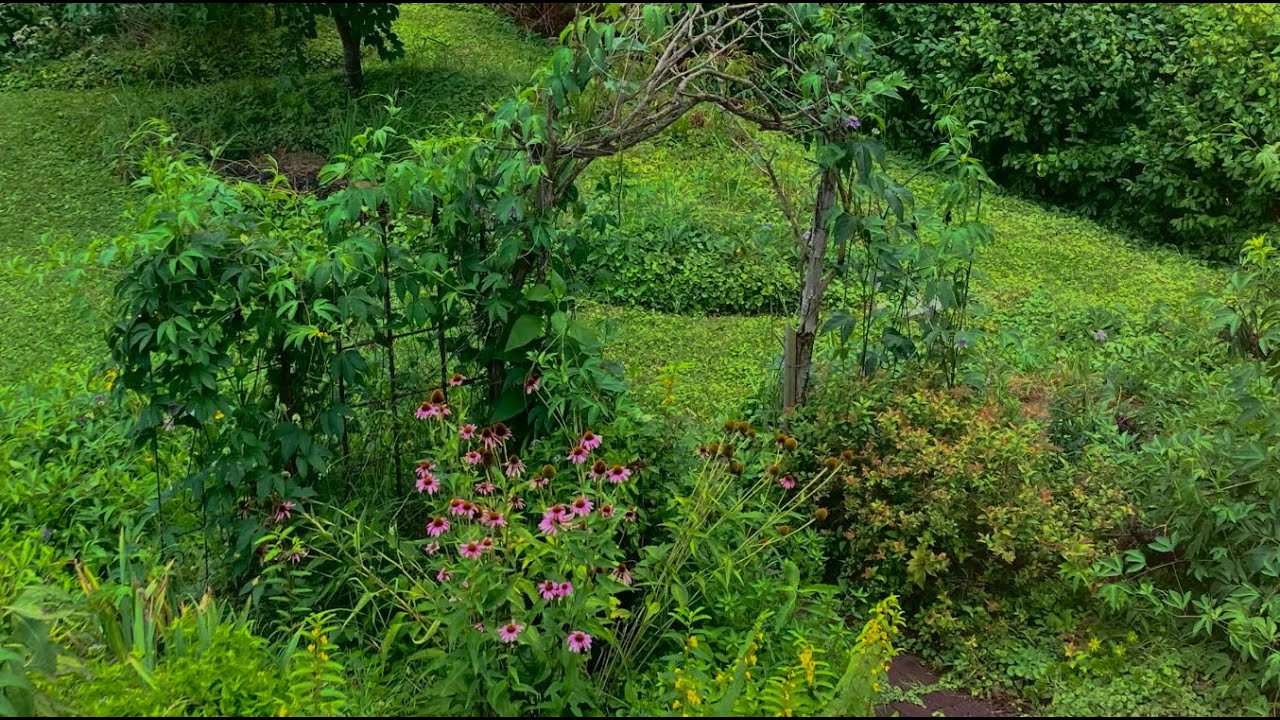 6 Years of Wildlife Gardening ~ Native Plants Focus ~ EASTERN UNITED STATES