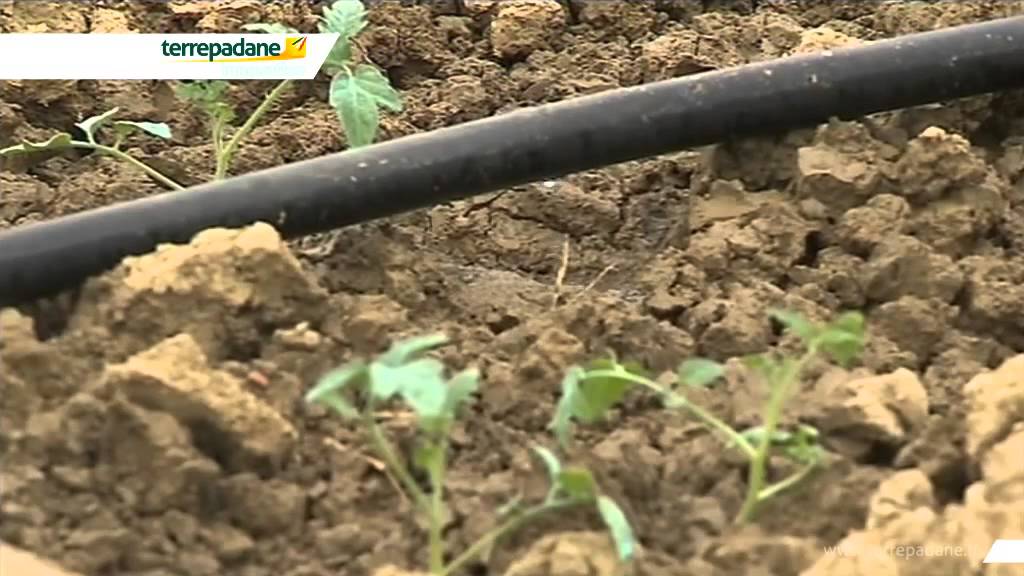 Terrepadane video fertirrigazione