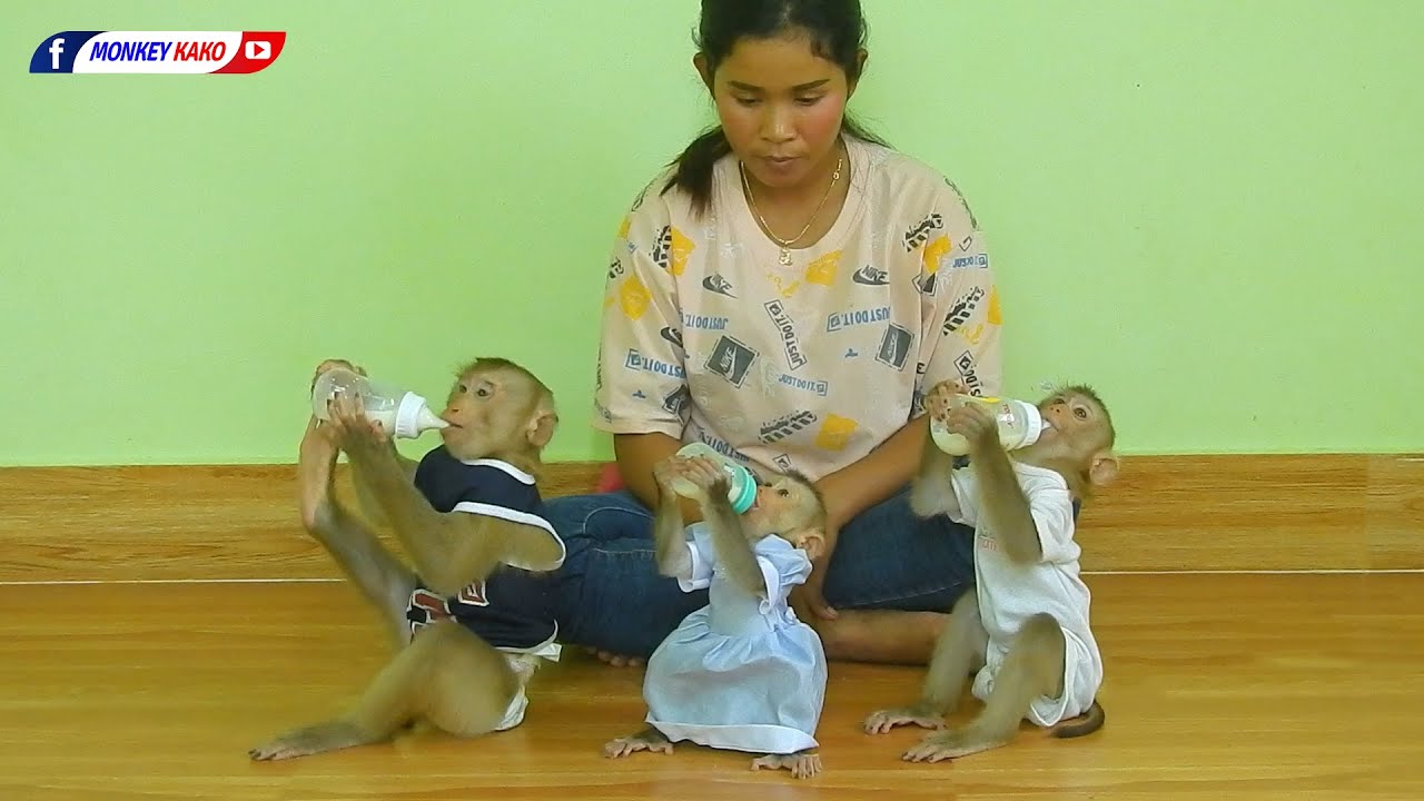 Amazing Family, Brother And Sister Monkey KAKO Drinking Milk