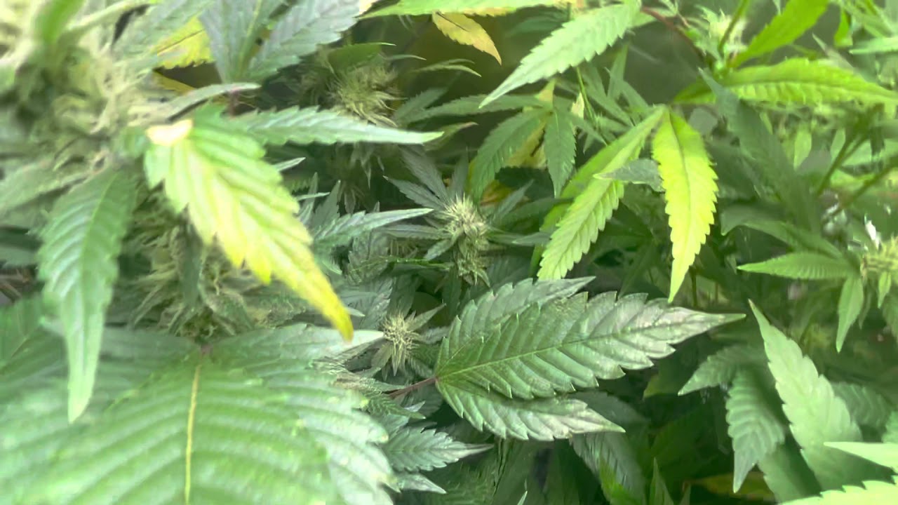 Mars Hydro Grow Journal Tsw2000 #marshydrosp6500