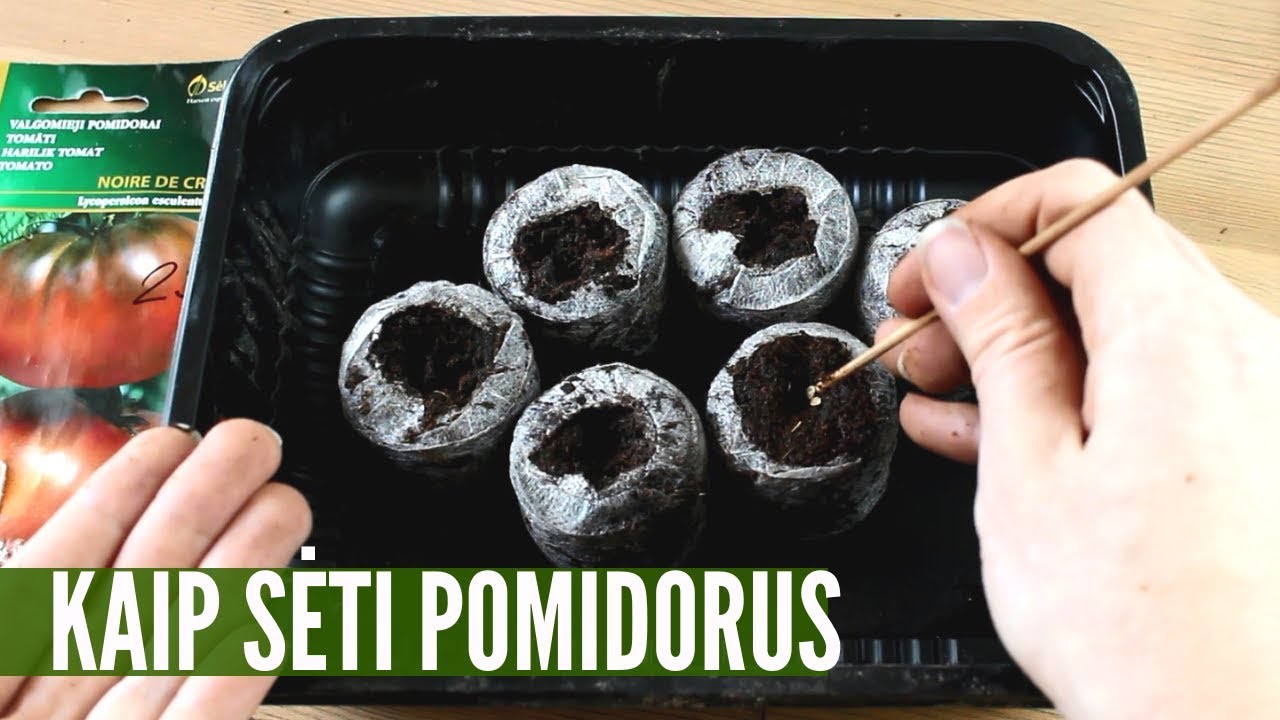 3 būdai, kaip sėti pomidorus - išsamiai parodyta