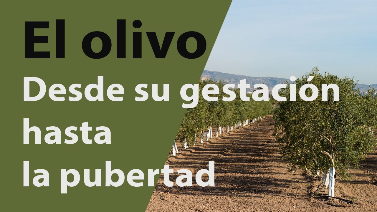El Olivo: desde su gestación hasta la pubertad