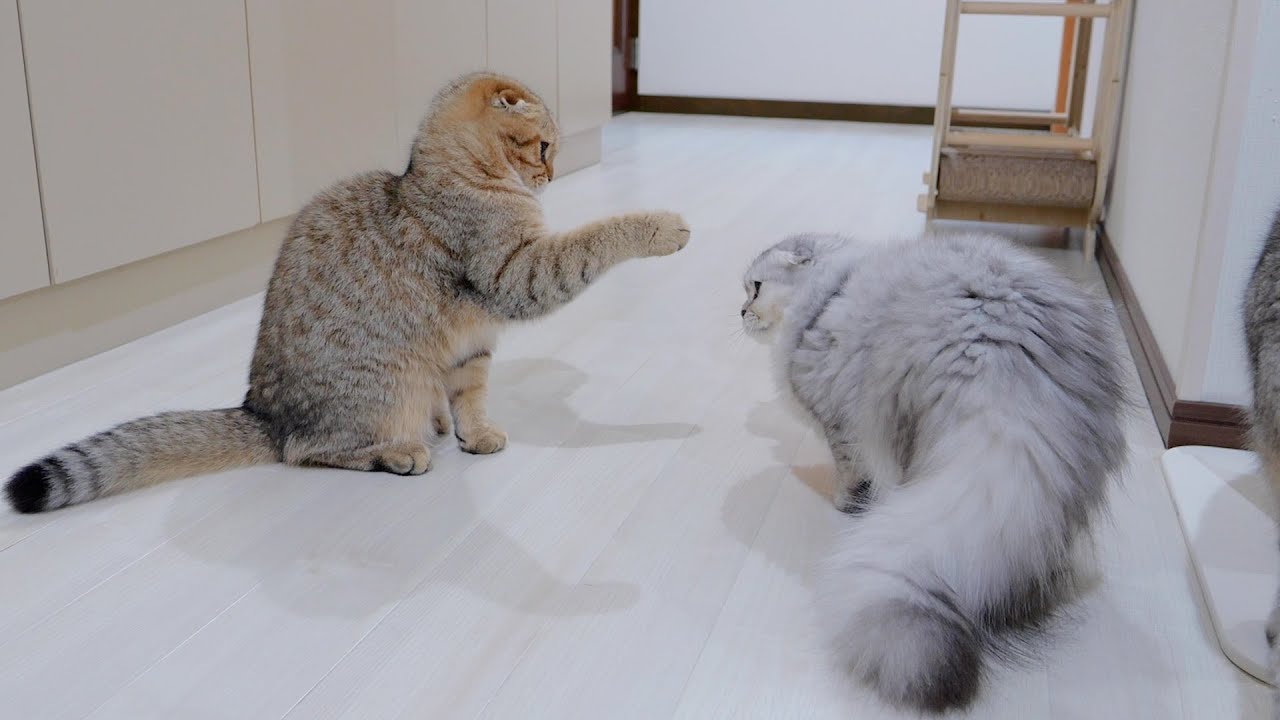Котята дрались друг с другом, что случалось редко, и это было слишком интенсивно!