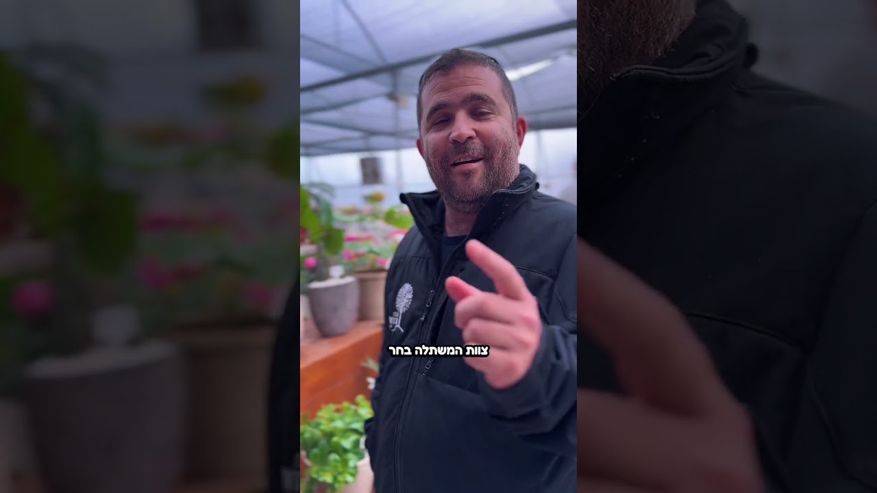 צמחייה מינימליסטית לבית – שילובים יפים במחירים מפתיעים