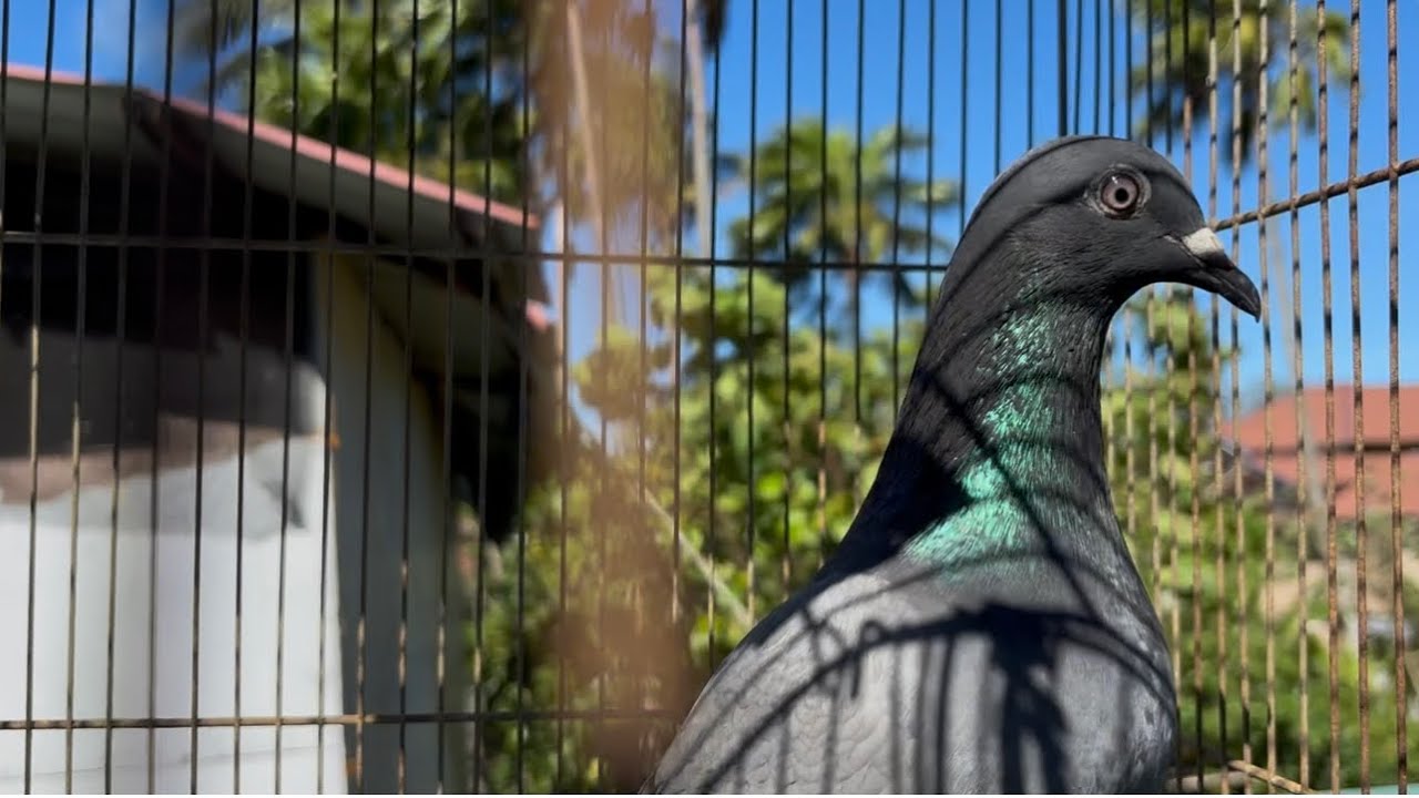 2 TAIWAN BIRDS NA FREE NANDITO NA MGA KALAPATIDS LIBRE LANG WALANG BAYAD 
