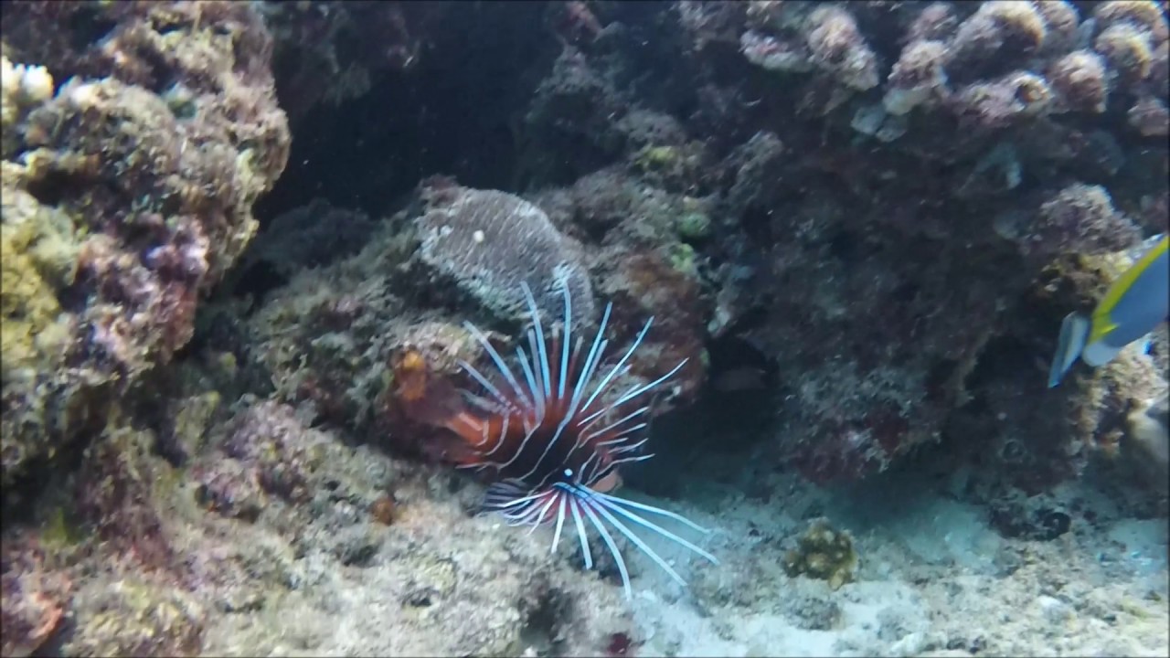 Ellaidhoo By Cinnamon Snorkeling Jan 2017