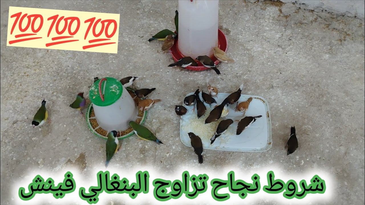 شروط تربية  البنغالي فينش(  @4-G040 )