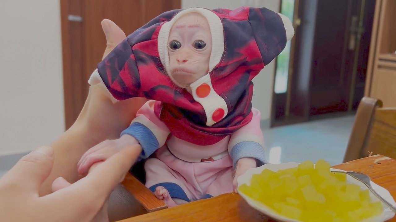 It’s so funny to see the baby monkey in its new outfit! 😄