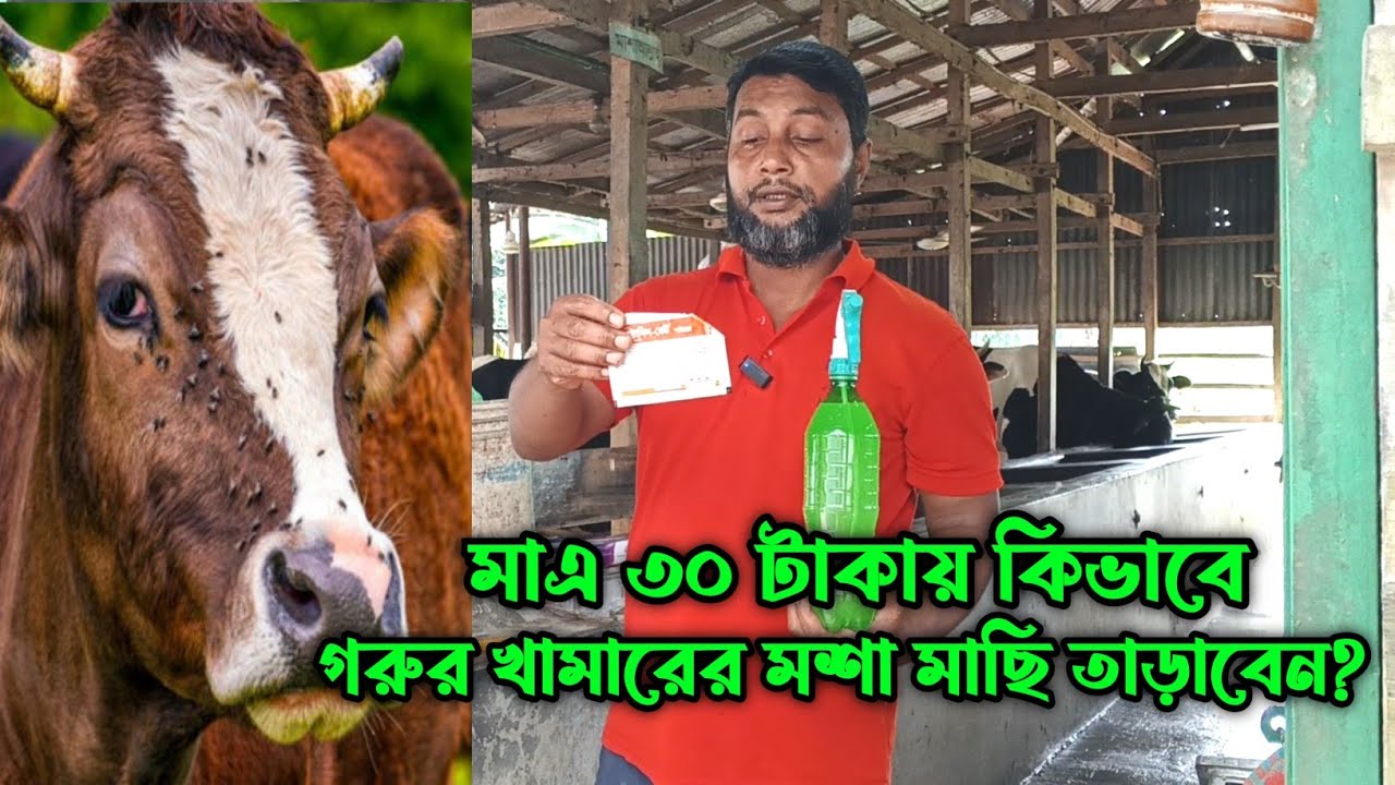 মাএ ৩০ টাকায় কিভাবে গরুর খামারের মশা মাছি তাড়াবেন? 🪰🪰😱🐄