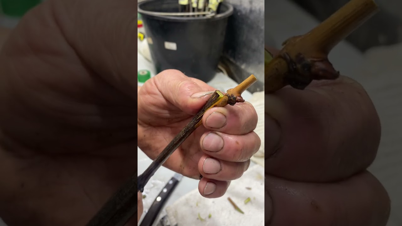 A super method for grafting grape buds onto rootstock #viticulture #vinegrower #grafting