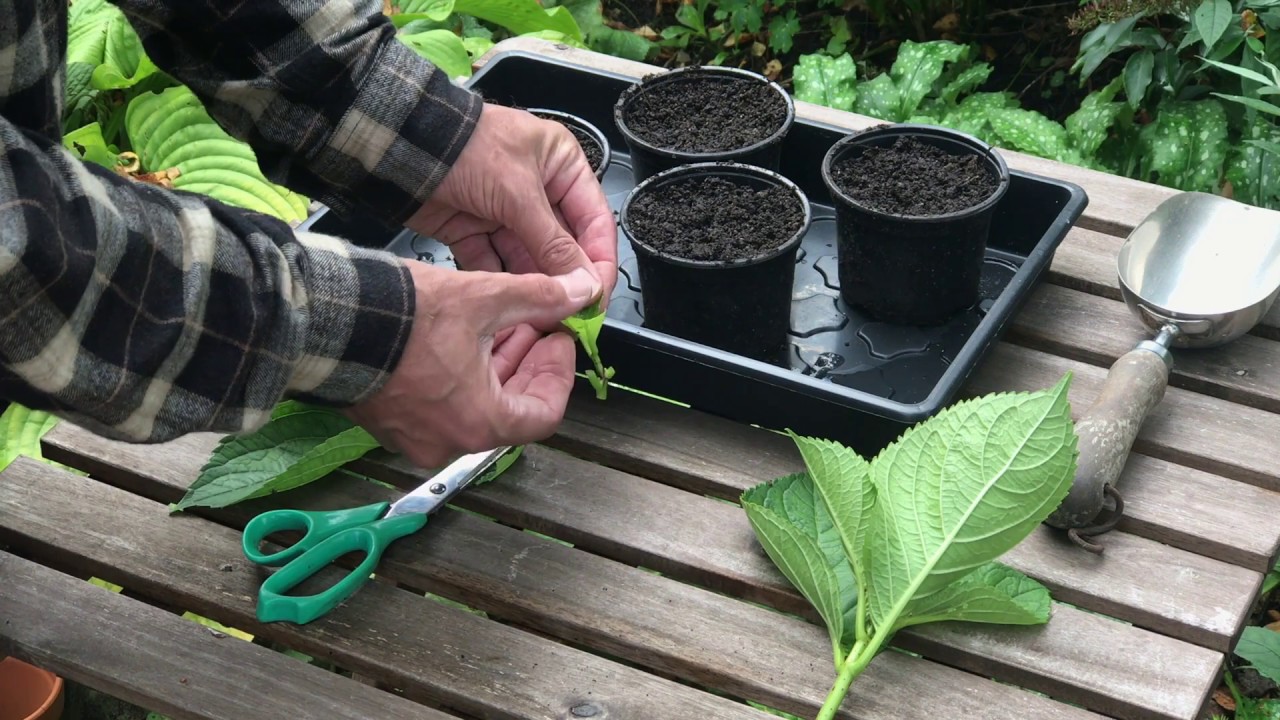 Lav stiklinger af hortensia