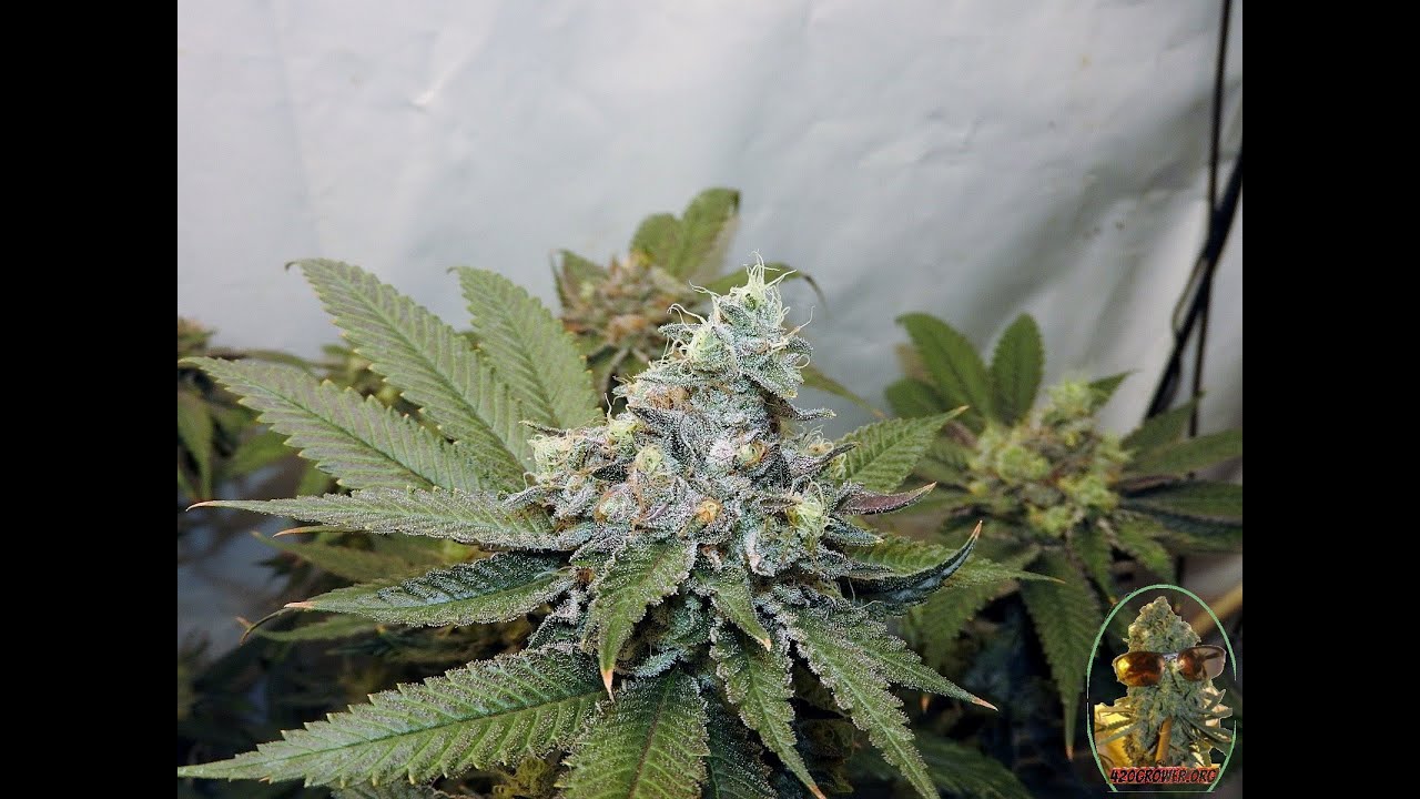 BLACK BANANA COOKIES SOG DAY 49 PART 1