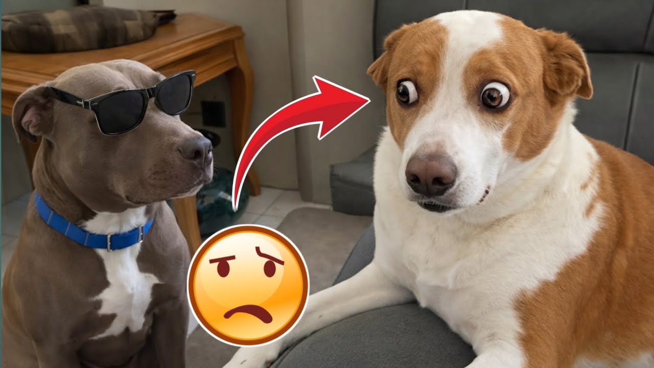 Dog Sneezes, Cat Jumps to Another Dimension