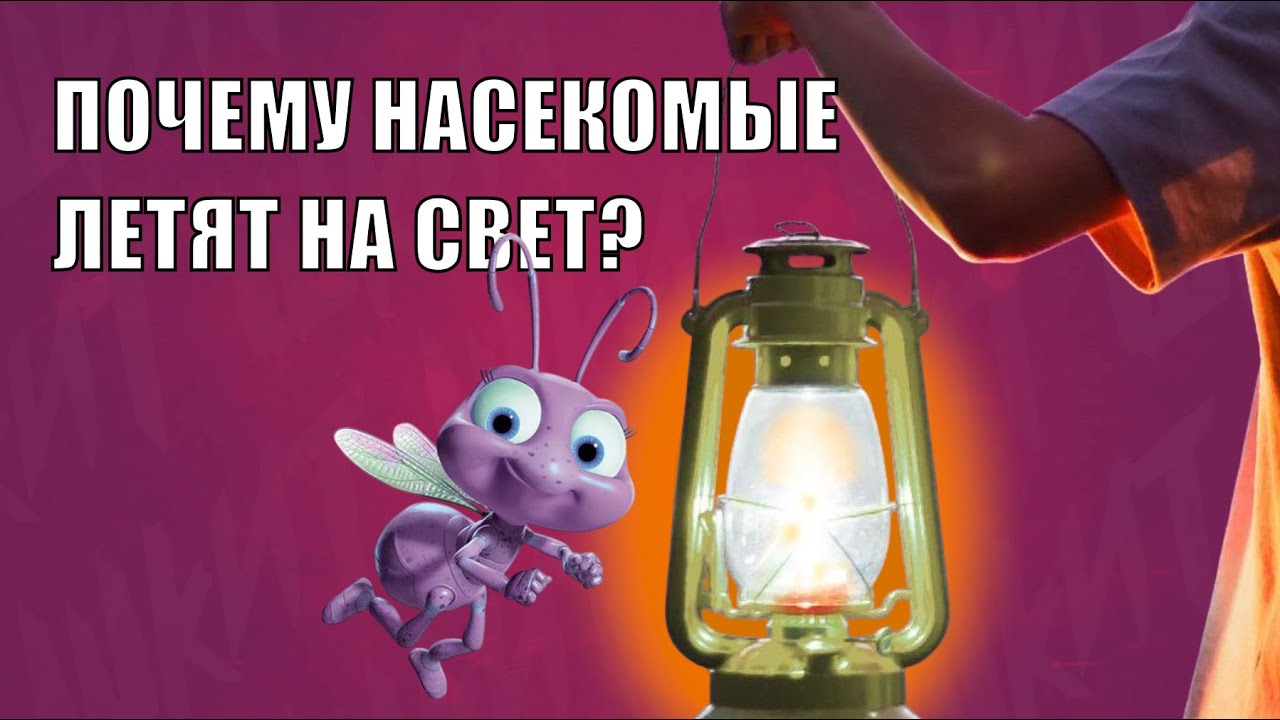 Почему насекомые летят на свет? | ТАКОЙ ВОПРОС | ВСЁ ОБО ВСЁМ