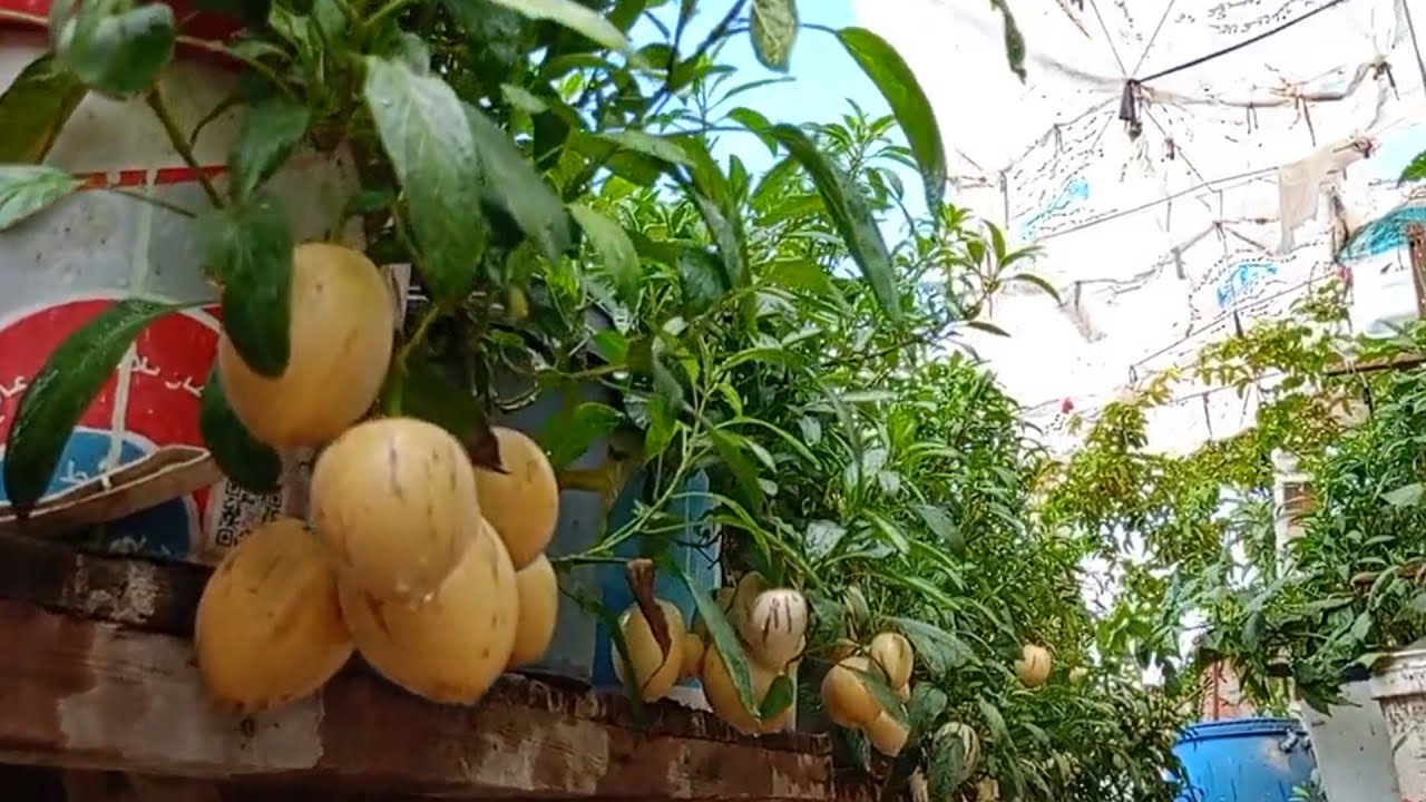كيف نجحوا في زراعة هذا النبات وربحوا من آلاف الدولارات ؟البيبينو طريق الثراء