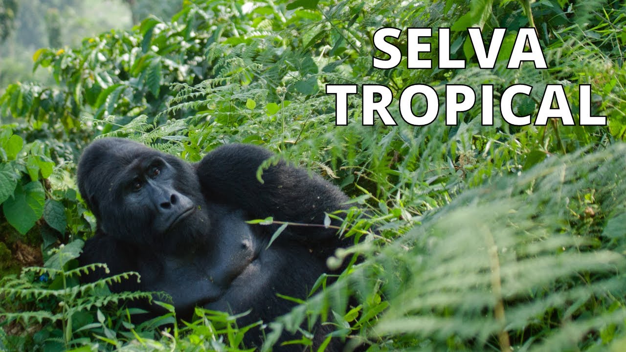 La sorprendente SELVA TROPICAL: datos, curiosidades, animales, flora, d&oacute;nde est&aacute;n🐒