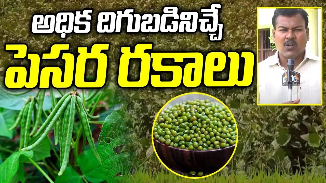 Green Gram Farming | అధిక దిగుబడినిచ్చే పెసర రకాలు | Matti Manishi | 10TV Agri