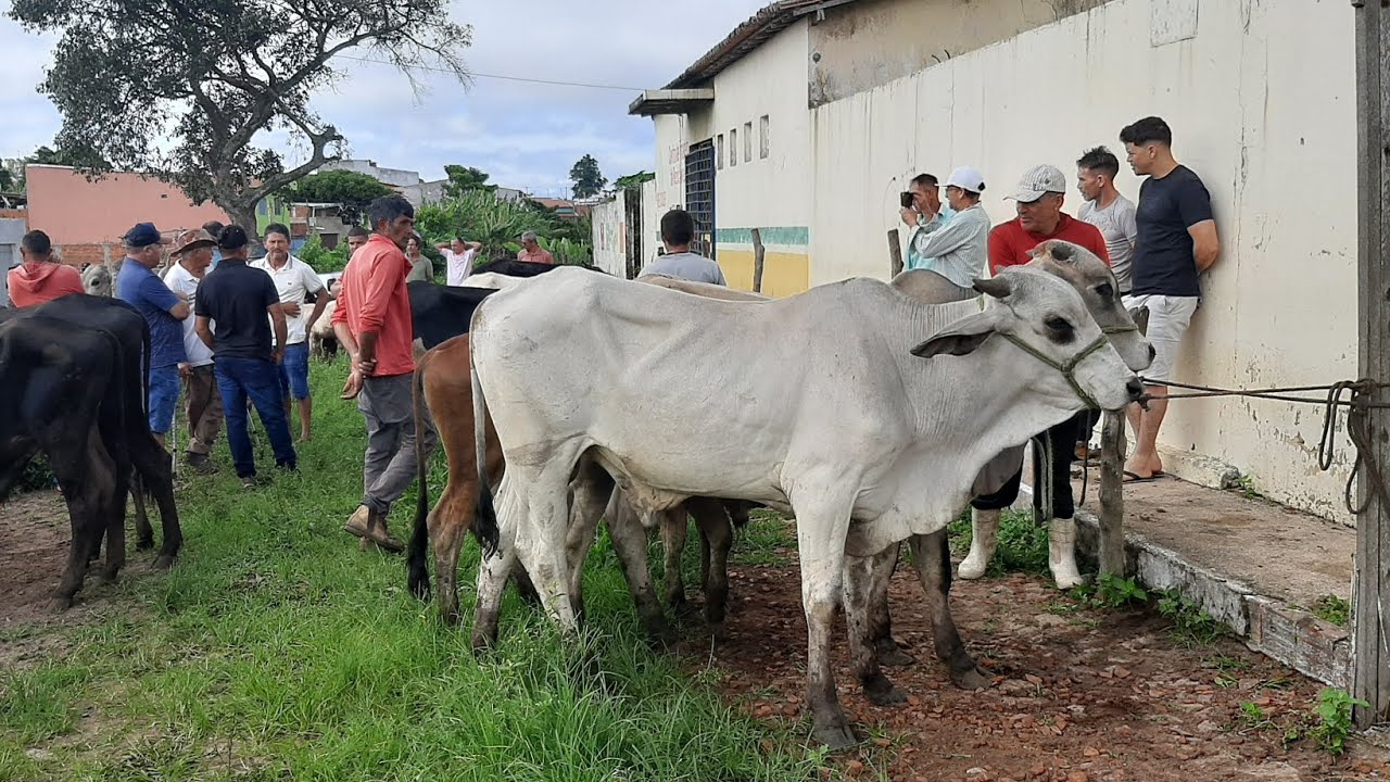 FEIRA DO GADO IBIAPINA CEARÁ 15/03/26